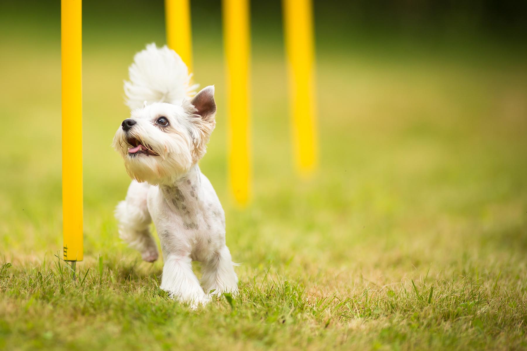 Cute Little Dog Doing Agility Drill   Running Slalom, Being Obed