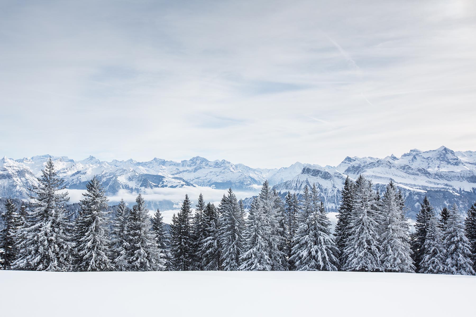 Splendid Winter Alpine Scenery With High Mountains And Trees Cov